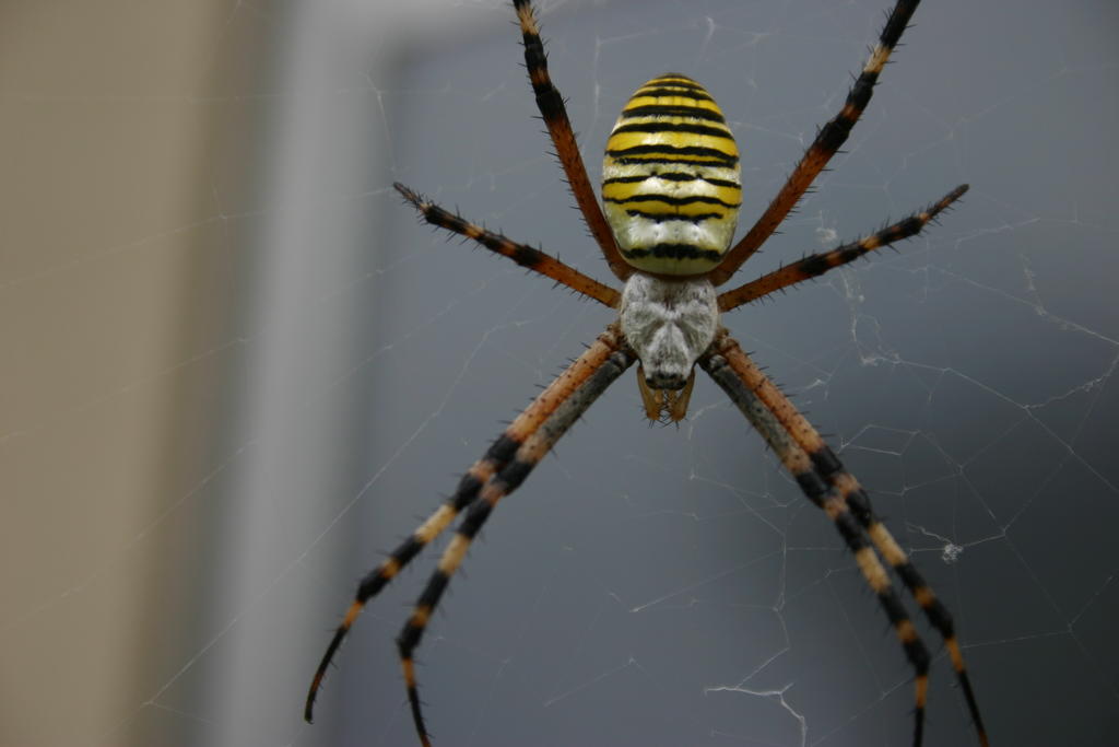 What kind of spider is black with yellow stripes?